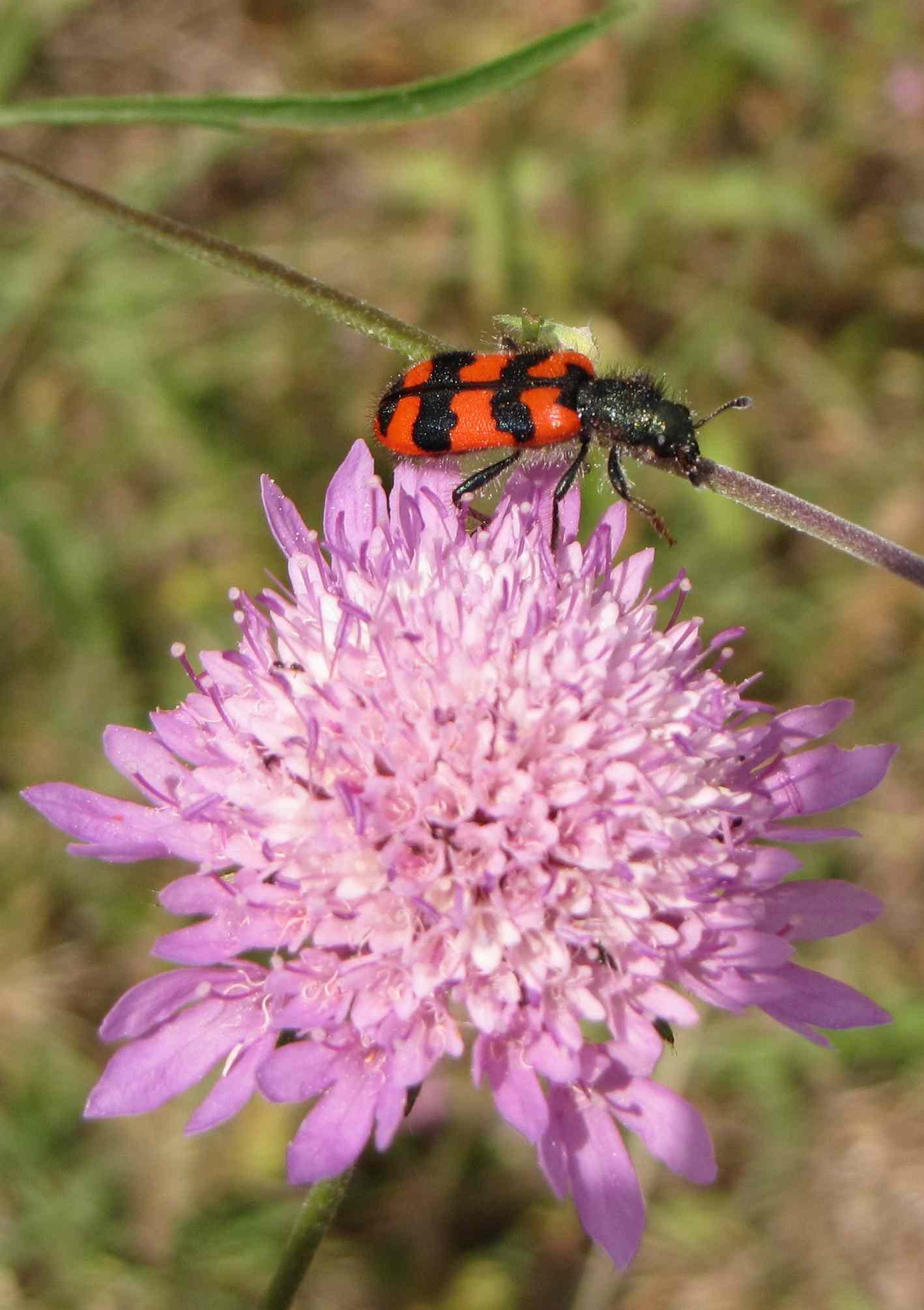 insetti insugherata